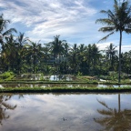 A morning walk through Bali paddy fields